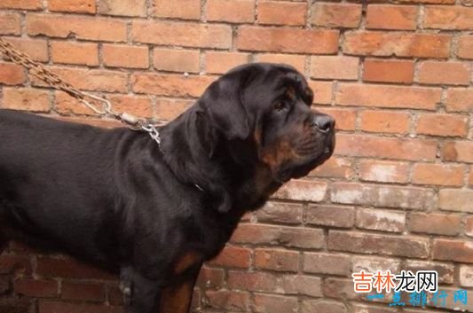 战斗力最强的狗狗排名 獒犬咬合力为556磅