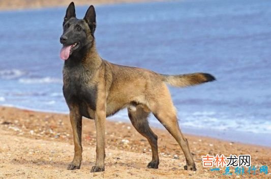 战斗力最强的狗狗排名 獒犬咬合力为556磅