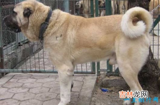 战斗力最强的狗狗排名 獒犬咬合力为556磅