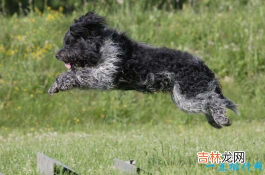 战斗力最强的狗狗排名 獒犬咬合力为556磅