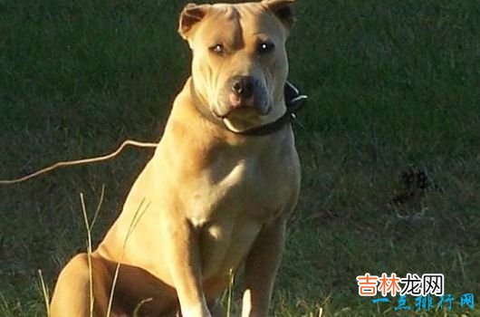 战斗力最强的狗狗排名 獒犬咬合力为556磅