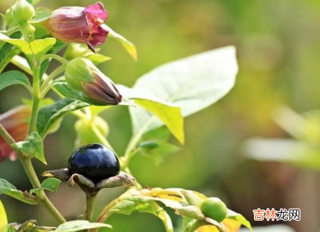 世界十大最毒植物 原来大部分杜鹃花都有毒！