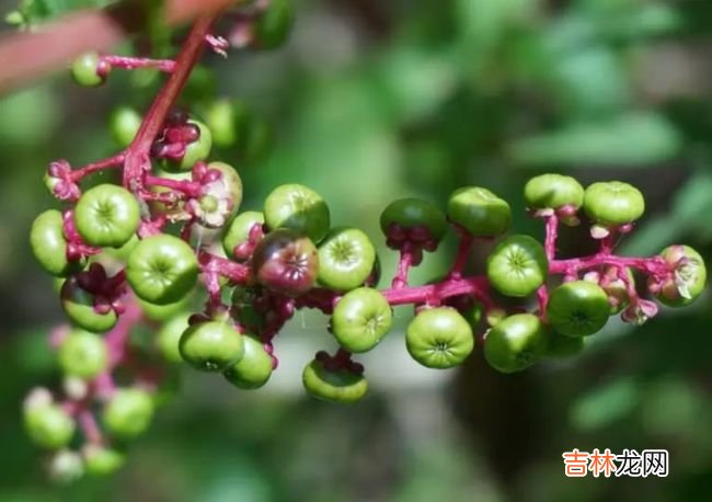 世界十大最毒植物 原来大部分杜鹃花都有毒！