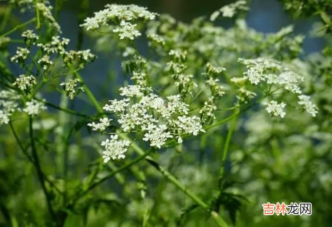 世界十大最毒植物 原来大部分杜鹃花都有毒！