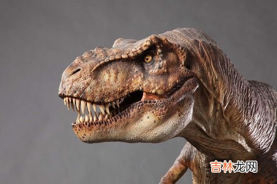 霸王龙压制组 霸王龙外形特点简介