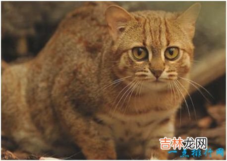 世界上最小的野猫，锈斑豹猫体重不超过4斤