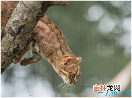 世界上最小的野猫，锈斑豹猫体重不超过4斤