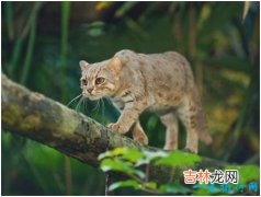 世界上最小的野猫，锈斑豹猫体重不超过4斤