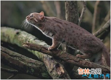 世界上最小的野猫，锈斑豹猫体重不超过4斤