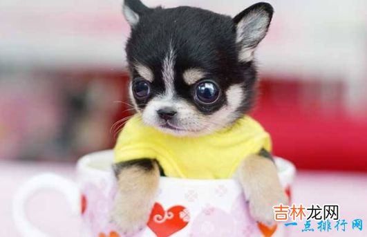 世界上最小的狗看看袖珍狗狗