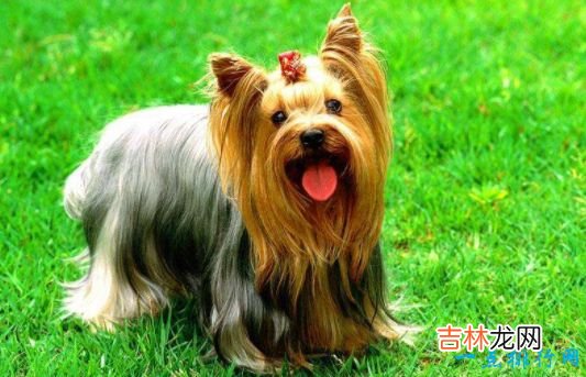 世界上最小的狗看看袖珍狗狗