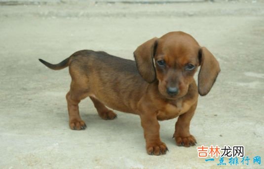 世界上最小的狗看看袖珍狗狗