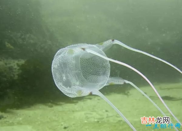 世界十大最致命的鱼类 大白鲨仅排第四!