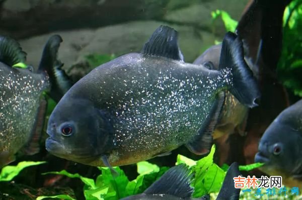 世界十大最致命的鱼类 大白鲨仅排第四!