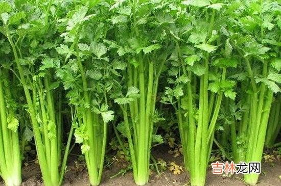芹菜怎样长时间储存