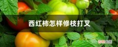 西红柿怎样修枝打叉  西红柿修枝打叉方法