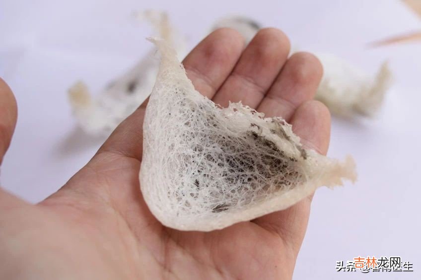 燕窝的功效与作用及营养