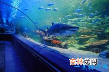 世界最大的水族馆排行前十名上海海洋水族馆排倒三