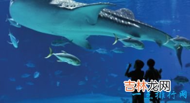 世界最大的水族馆排行前十名上海海洋水族馆排倒三