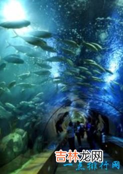 世界最大的水族馆排行前十名上海海洋水族馆排倒三