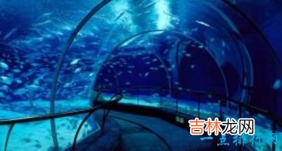 世界最大的水族馆排行前十名上海海洋水族馆排倒三