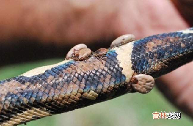 地球十大恐怖生物 看到它们记得远离