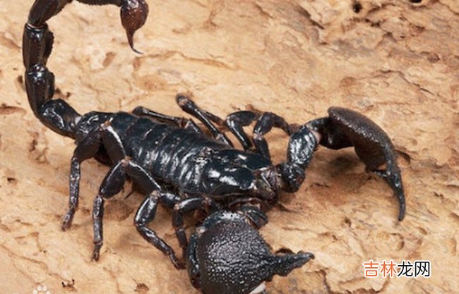 地球十大恐怖生物 看到它们记得远离