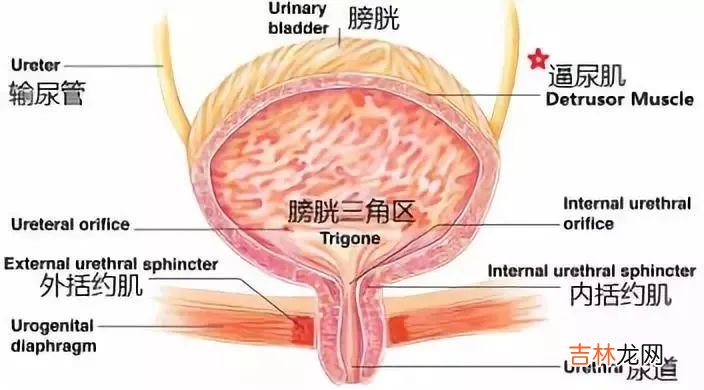 提肛运动怎么做才正确图片男 提肛运动怎么做才正确图片