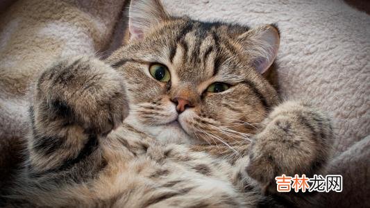 这个是越深交越喜欢的狮子座