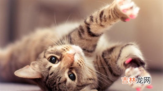 这个是越深交越喜欢的狮子座