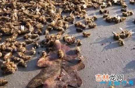 世界上十大动物大规模死亡事件 最离奇的死因