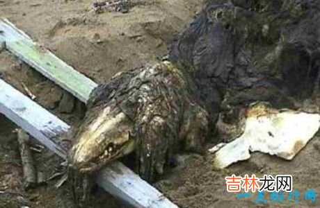 世界上十大动物大规模死亡事件 最离奇的死因