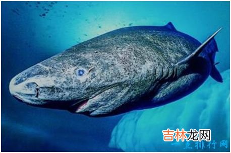 世界上最长寿的鲨鱼,格陵兰睡鲨寿命可达400岁