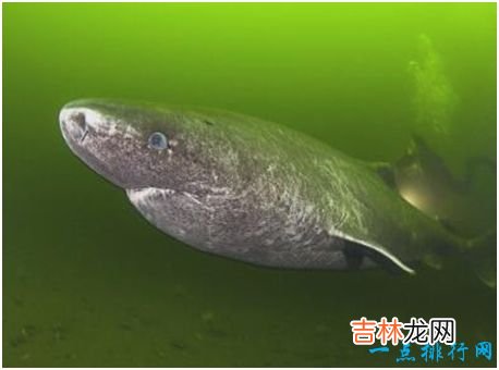 世界上最长寿的鲨鱼,格陵兰睡鲨寿命可达400岁