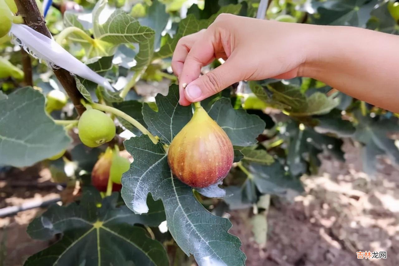 无花果干的功效与作用对女人的好处 无花果树苗什么时候种植最好