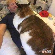 缅因猫价格 缅因猫的优缺点