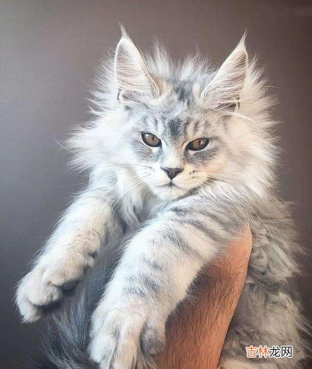 缅因猫价格 缅因猫的优缺点