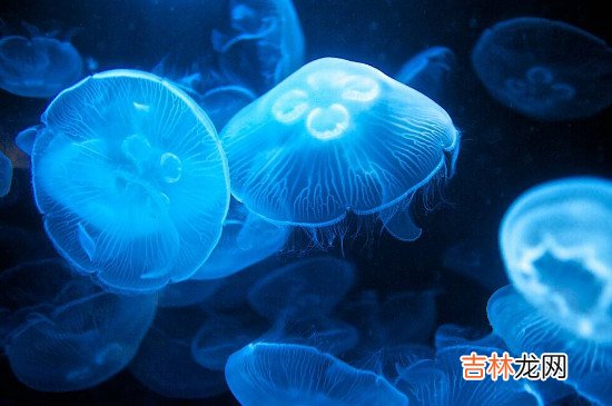 光源的分类