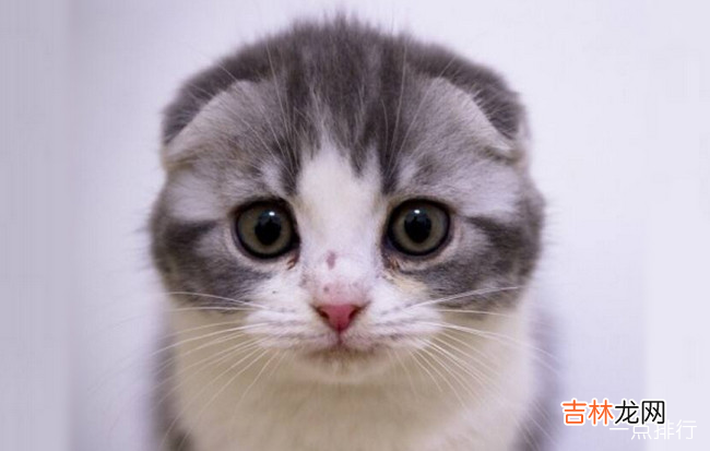 宠物猫的品种大全 全球十大名贵猫排名榜