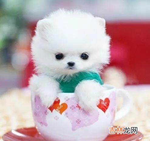 茶杯犬图片 茶杯犬寿命