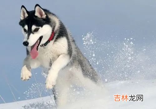 雪橇三傻是哪三种狗 雪橇运动员在比赛中的平均速度