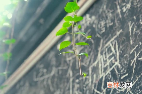 西塘古镇在哪里