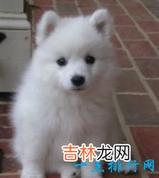 世界上十大最可爱的狗狗金毛排第一