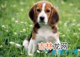 世界上十大最可爱的狗狗金毛排第一