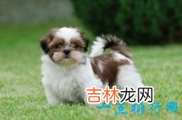 世界上十大最可爱的狗狗金毛排第一