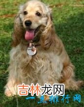 世界上十大最可爱的狗狗金毛排第一