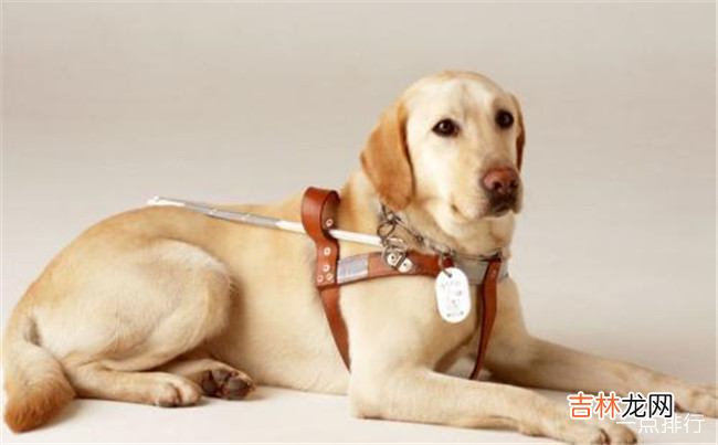 世界十大忠诚的狗排名 中华田园犬无可取代