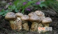 松子的作用和功效小孩 松茸的作用与功效及禁忌