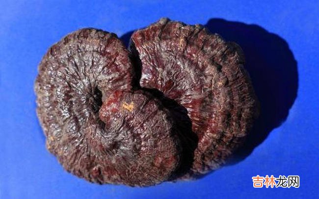 中国十大珍贵药材 第十种很少有人知道