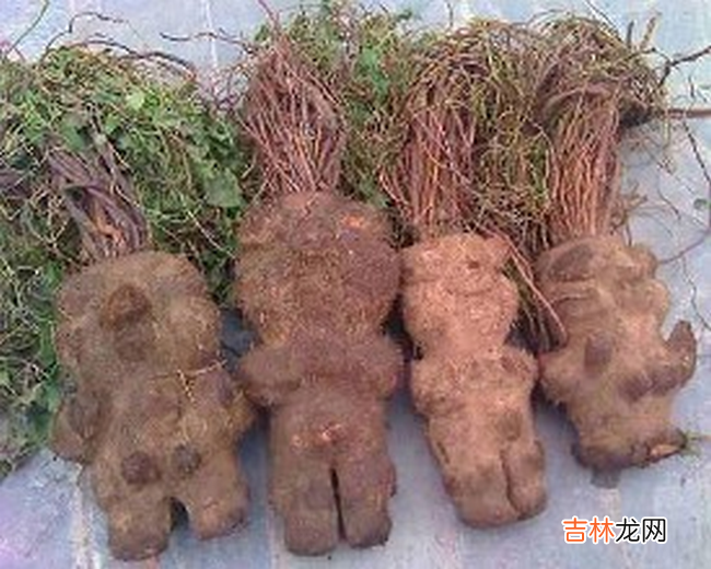 中国十大珍贵药材 第十种很少有人知道
